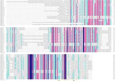 Uncovering the role of wheat magnesium transporter family genes in abiotic responses